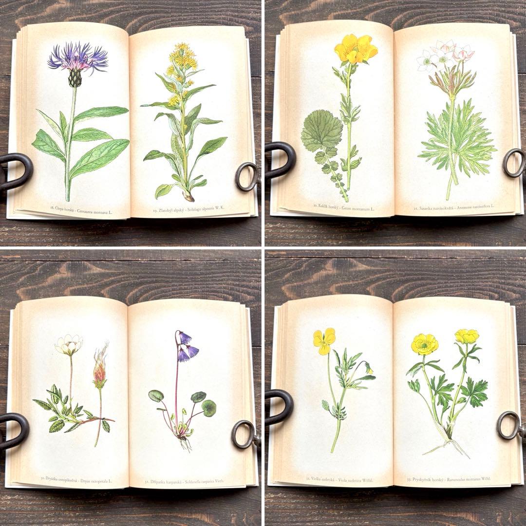 [美しい植物画]チェコの古い植物図鑑(1937年)/植物画 高山植物/