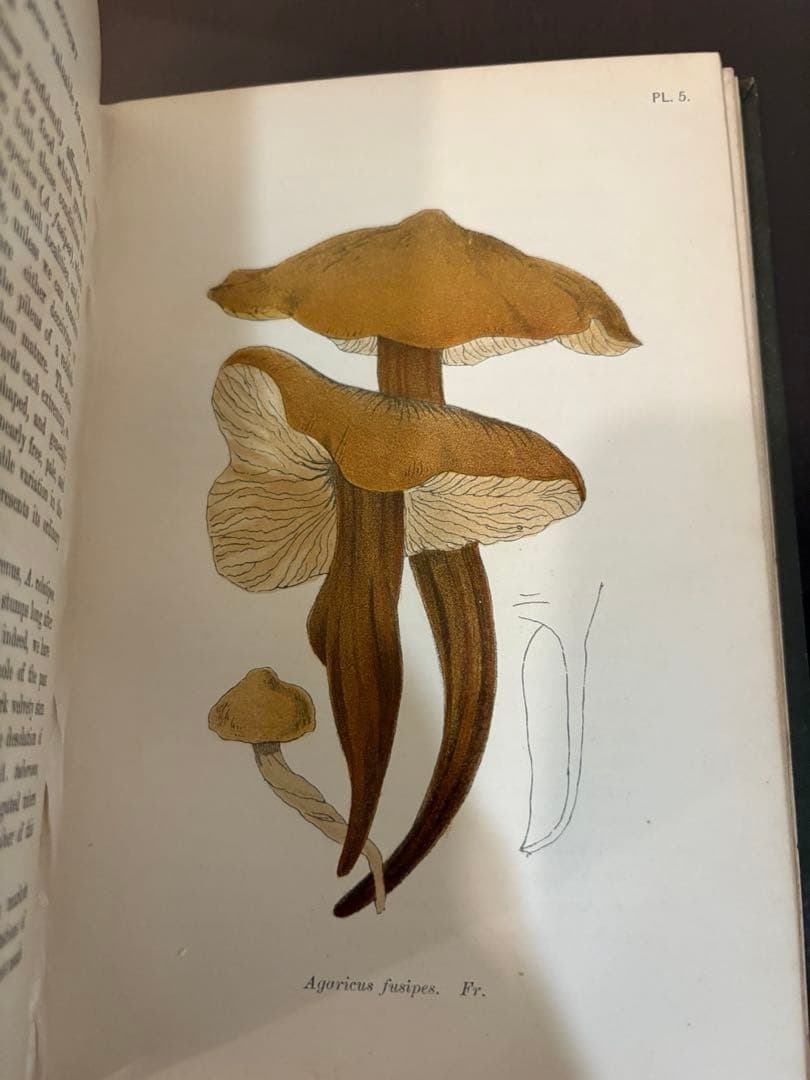 洋書 British Fungi by M. C. Cooke