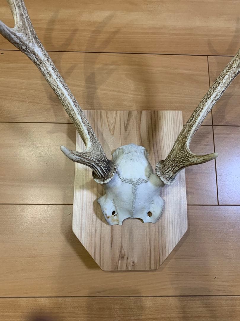 ハンティングトロフィー　丹羽篠山産　鹿の角　大幅値下げ！日本鹿　スカル　即日発送