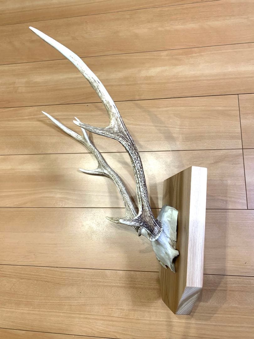 ハンティングトロフィー　丹羽篠山産　鹿の角　大幅値下げ！日本鹿　スカル　即日発送