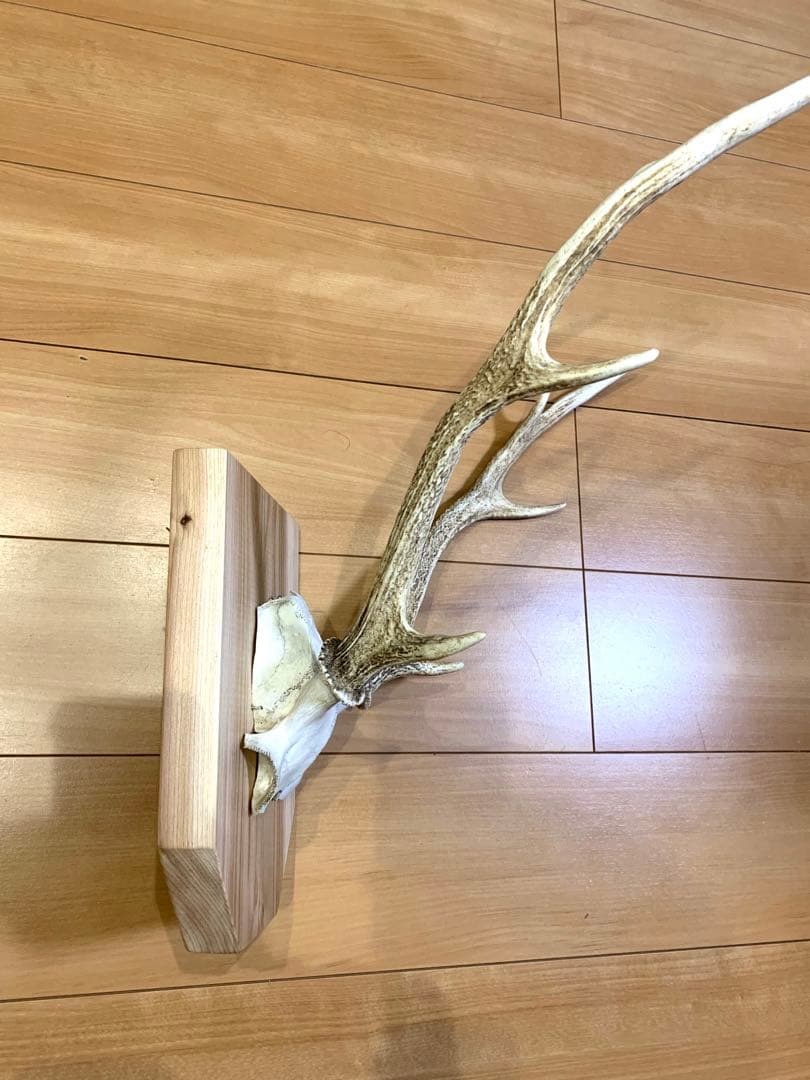 ハンティングトロフィー　丹羽篠山産　鹿の角　大幅値下げ！日本鹿　スカル　即日発送