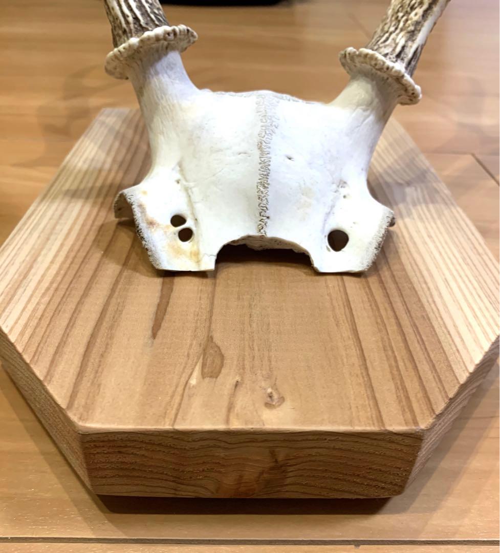 ハンティングトロフィー　丹羽篠山産　鹿の角　大幅値下げ！日本鹿　スカル　即日発送