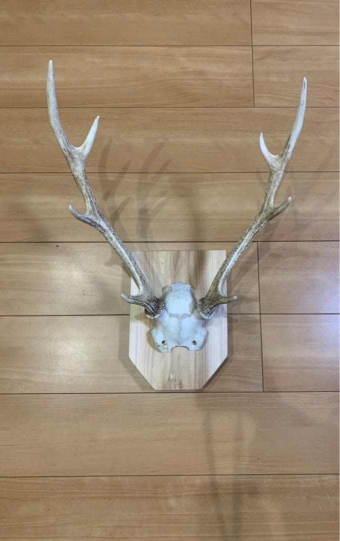 ハンティングトロフィー　丹羽篠山産　鹿の角　大幅値下げ！日本鹿　スカル　即日発送