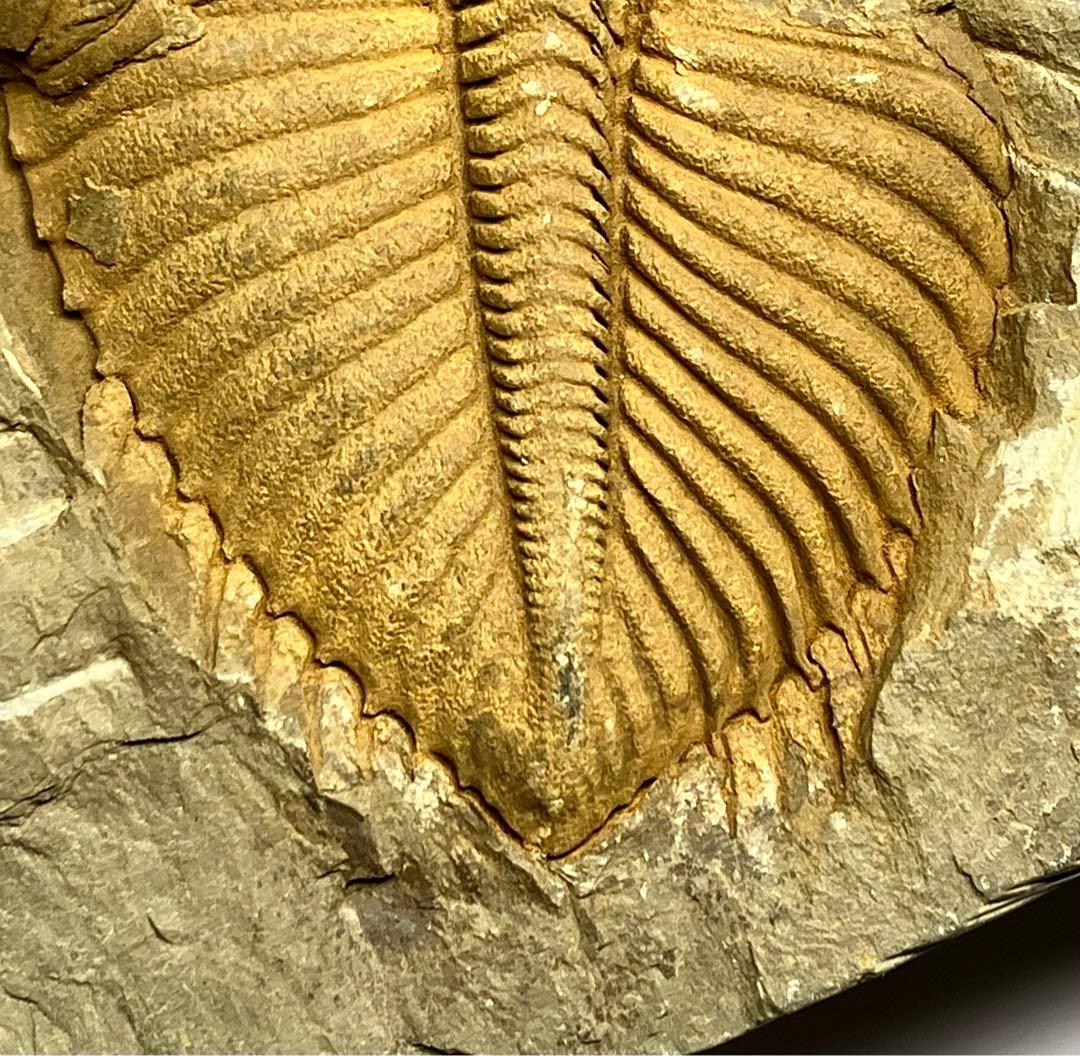 三葉虫　化石　Coronocephalus