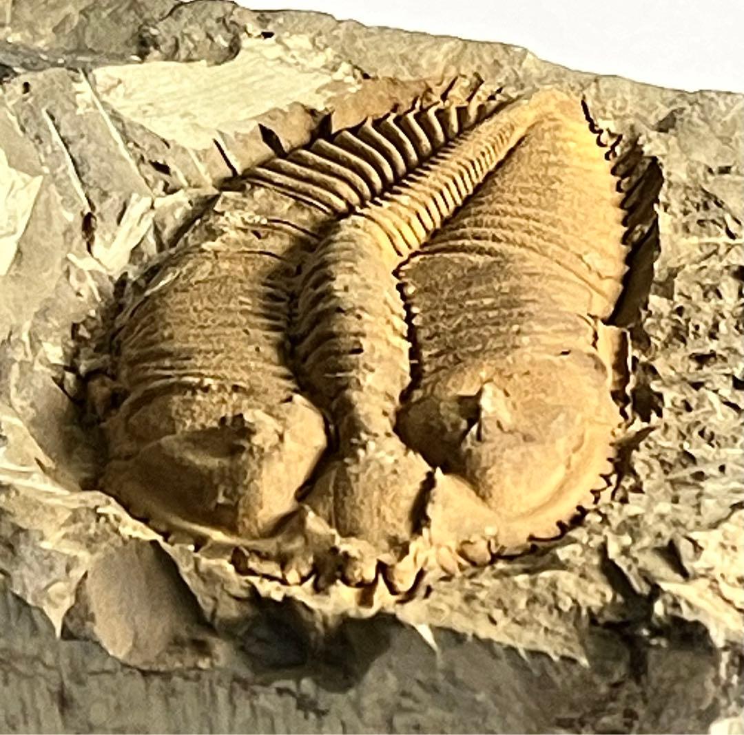 三葉虫　化石　Coronocephalus