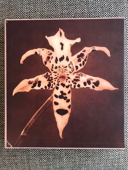 PISTILS Robert Mapplethorpe ロバートメイプルソープ