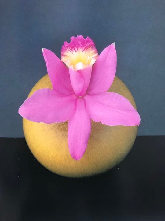 PISTILS Robert Mapplethorpe ロバートメイプルソープ