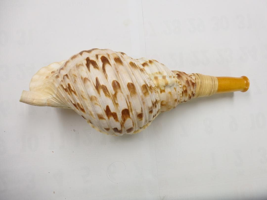 法螺貝 約40㎝ 木製歌口　新品　 MH-442