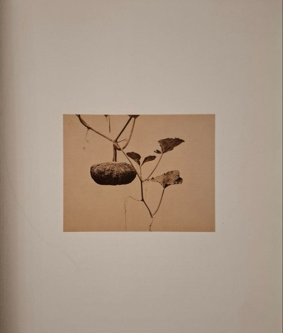 アート・デザイン・音楽 THE HISTORY OF JAPANESE PHOTOGRAPHY