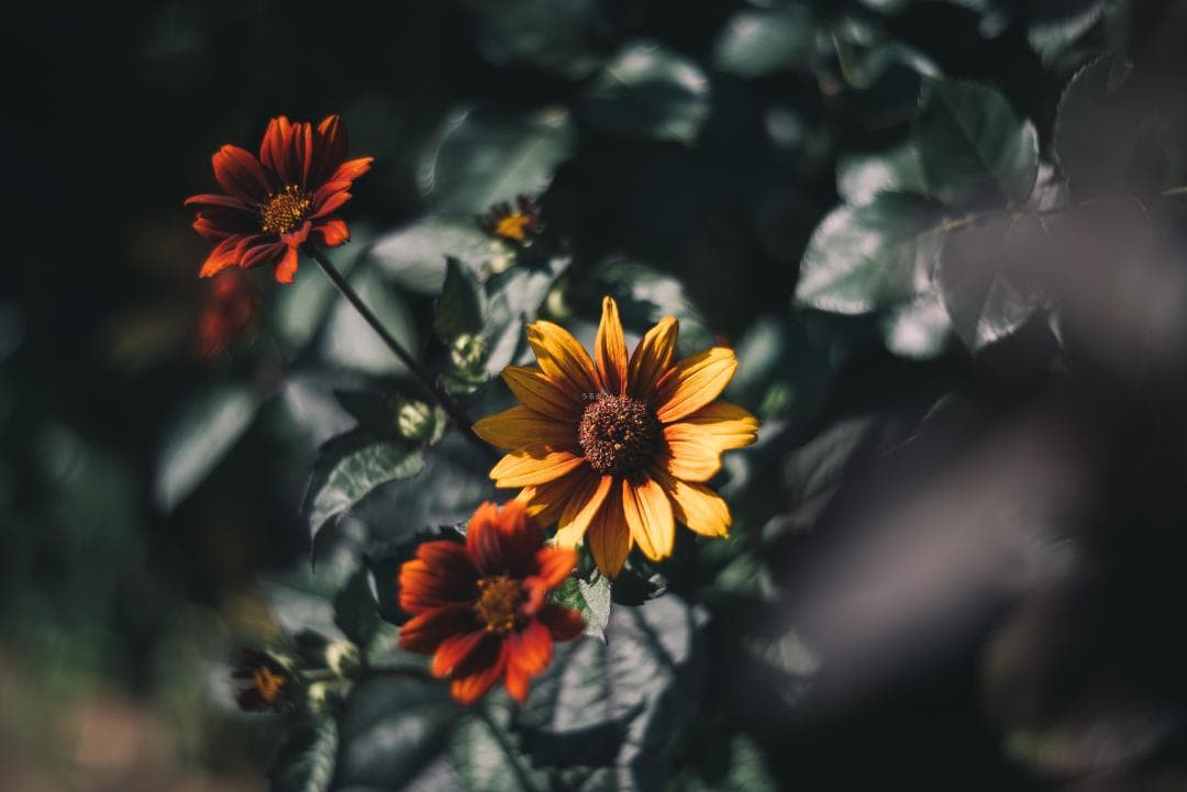 bbsaurus様色違いの環がかかる！Leica coated Summar