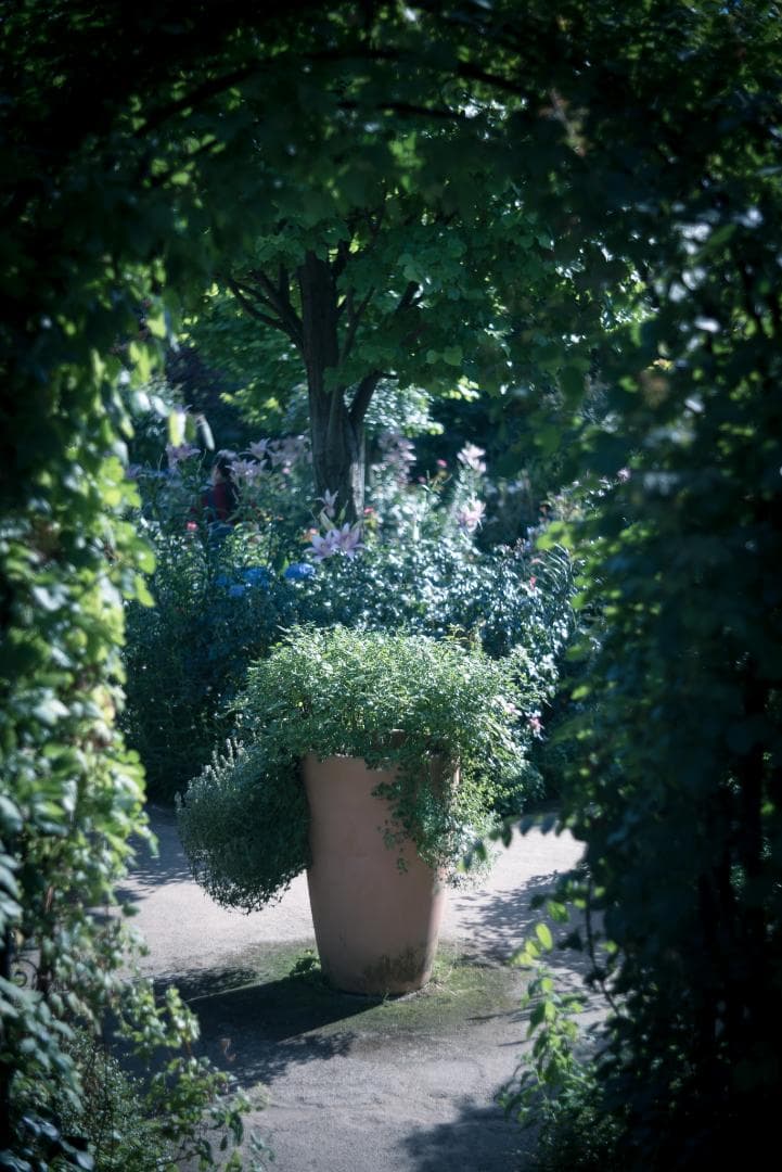 bbsaurus様色違いの環がかかる！Leica coated Summar