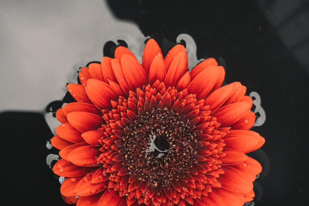 bbsaurus様色違いの環がかかる！Leica coated Summar