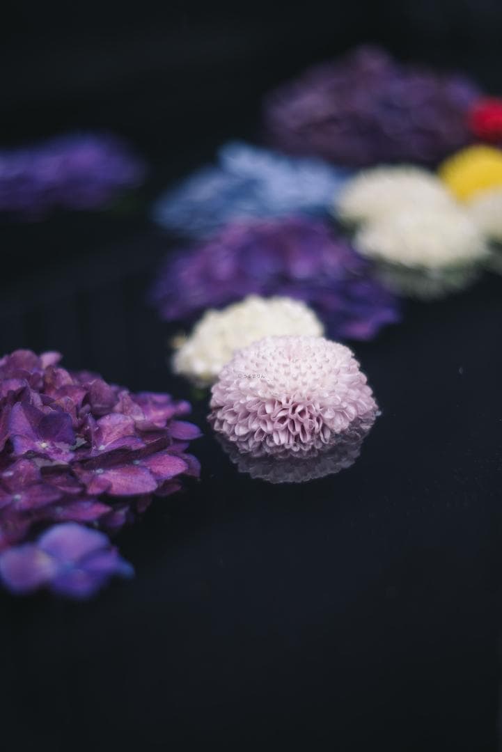 bbsaurus様色違いの環がかかる！Leica coated Summar