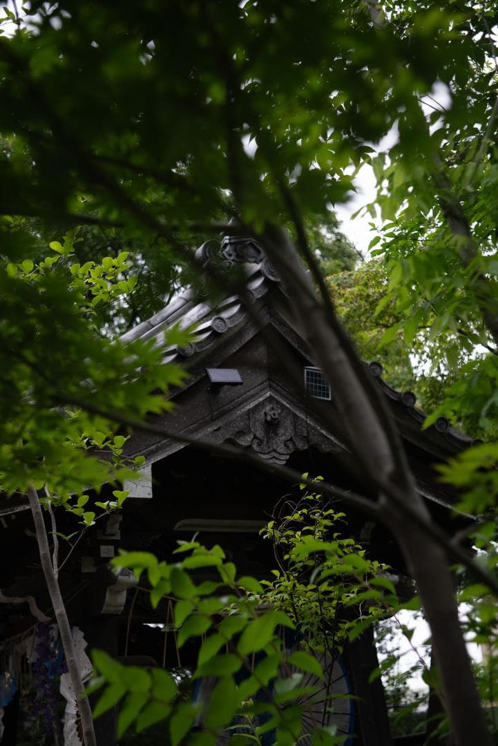 bbsaurus様色違いの環がかかる！Leica coated Summar