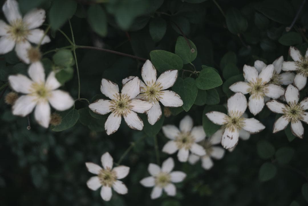 bbsaurus様色違いの環がかかる！Leica coated Summar