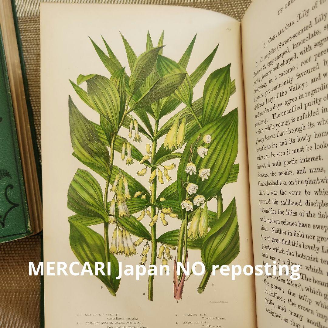 植物図鑑　洋書　ボタニカルアート　アンティーク　リトグラフ　イギリス　古書　18
