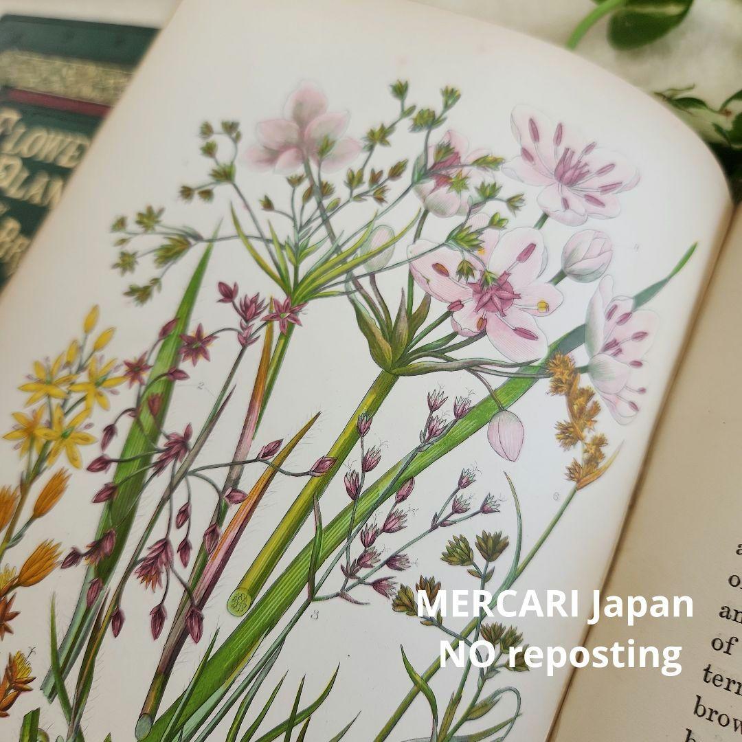 植物図鑑　洋書　ボタニカルアート　アンティーク　リトグラフ　イギリス　古書　18