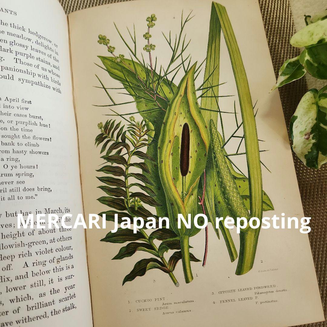 植物図鑑　洋書　ボタニカルアート　アンティーク　リトグラフ　イギリス　古書　18