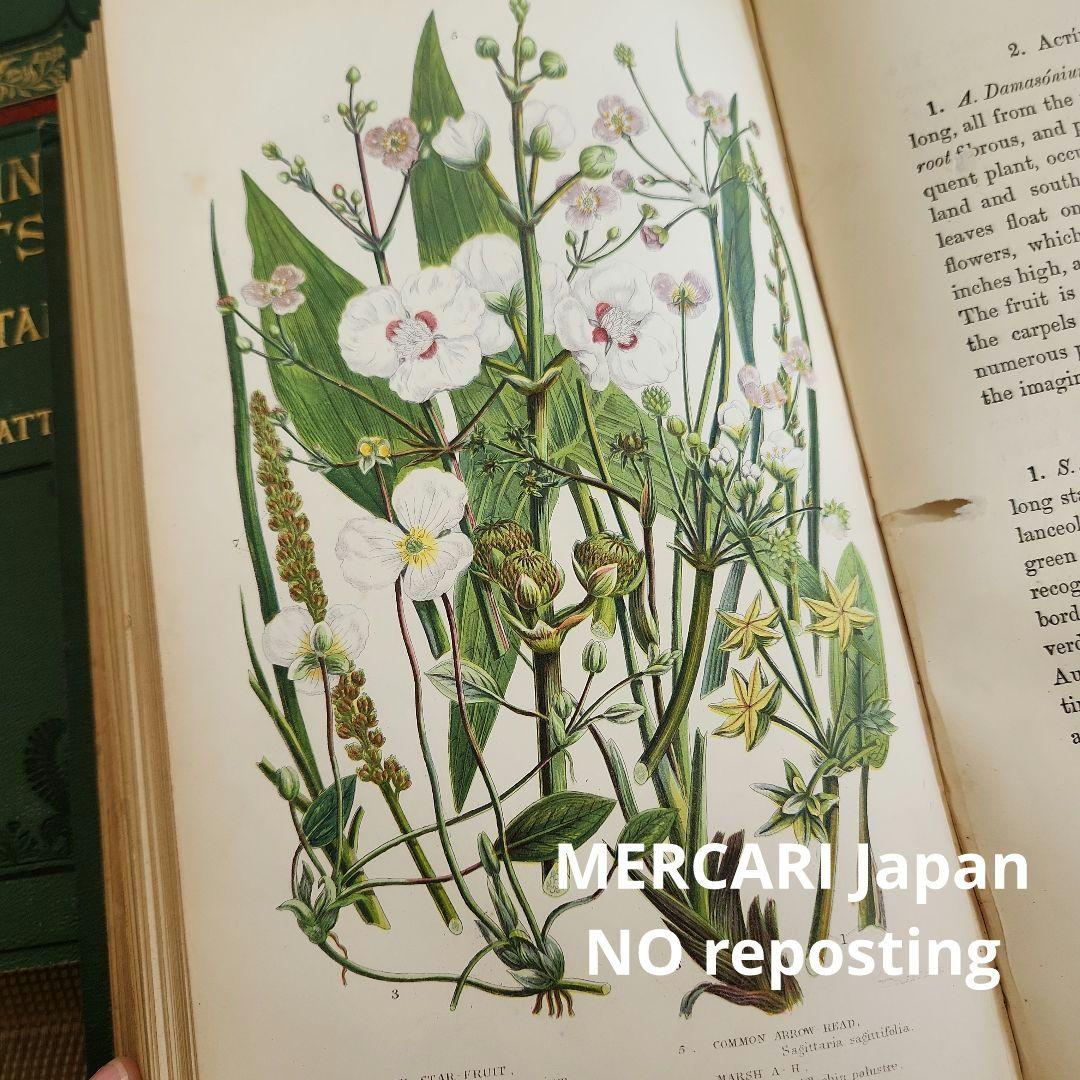 植物図鑑　洋書　ボタニカルアート　アンティーク　リトグラフ　イギリス　古書　18