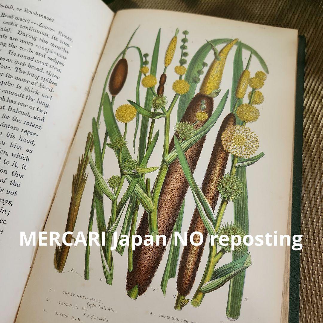 植物図鑑　洋書　ボタニカルアート　アンティーク　リトグラフ　イギリス　古書　18