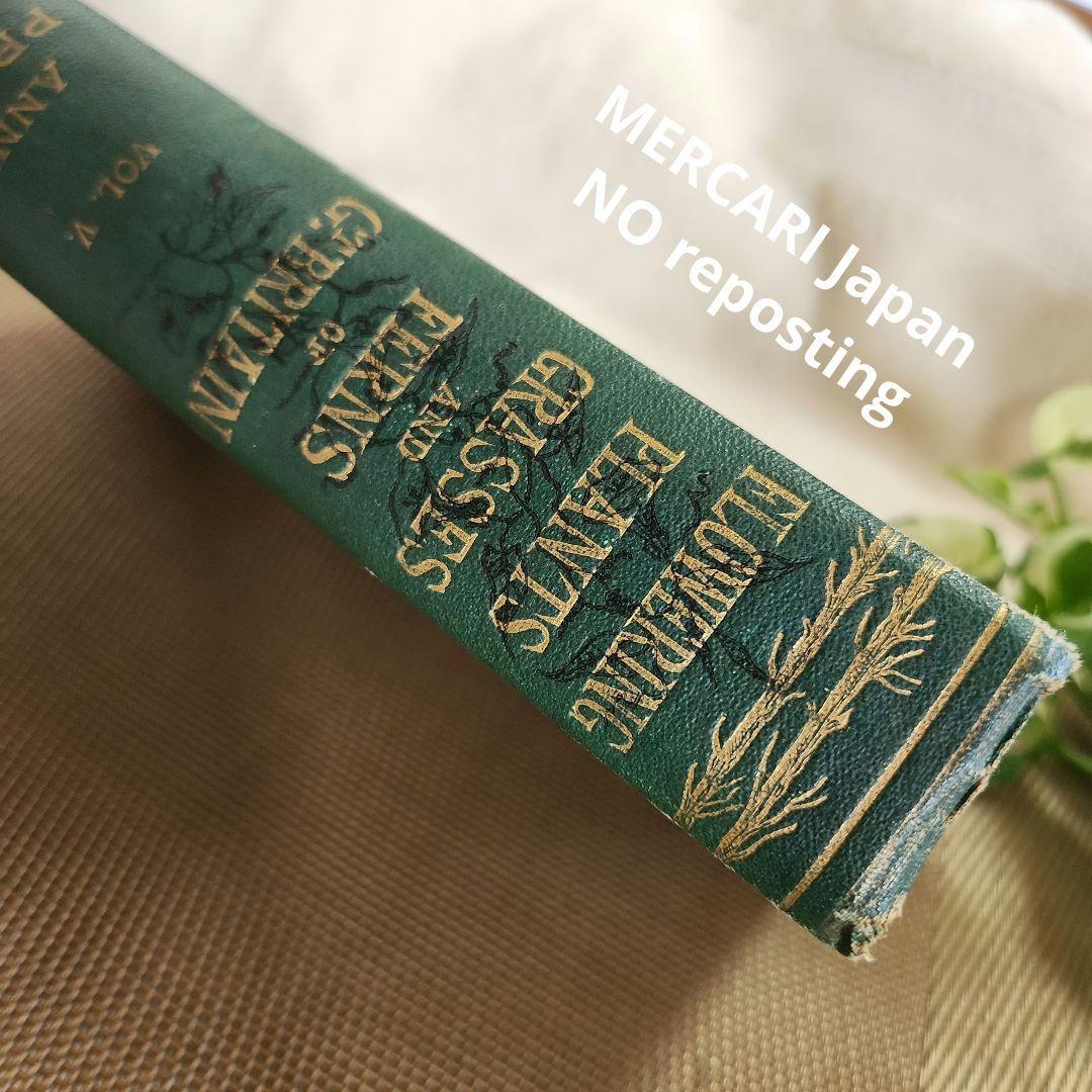 植物図鑑　洋書　ボタニカルアート　アンティーク　リトグラフ　イギリス　古書　18