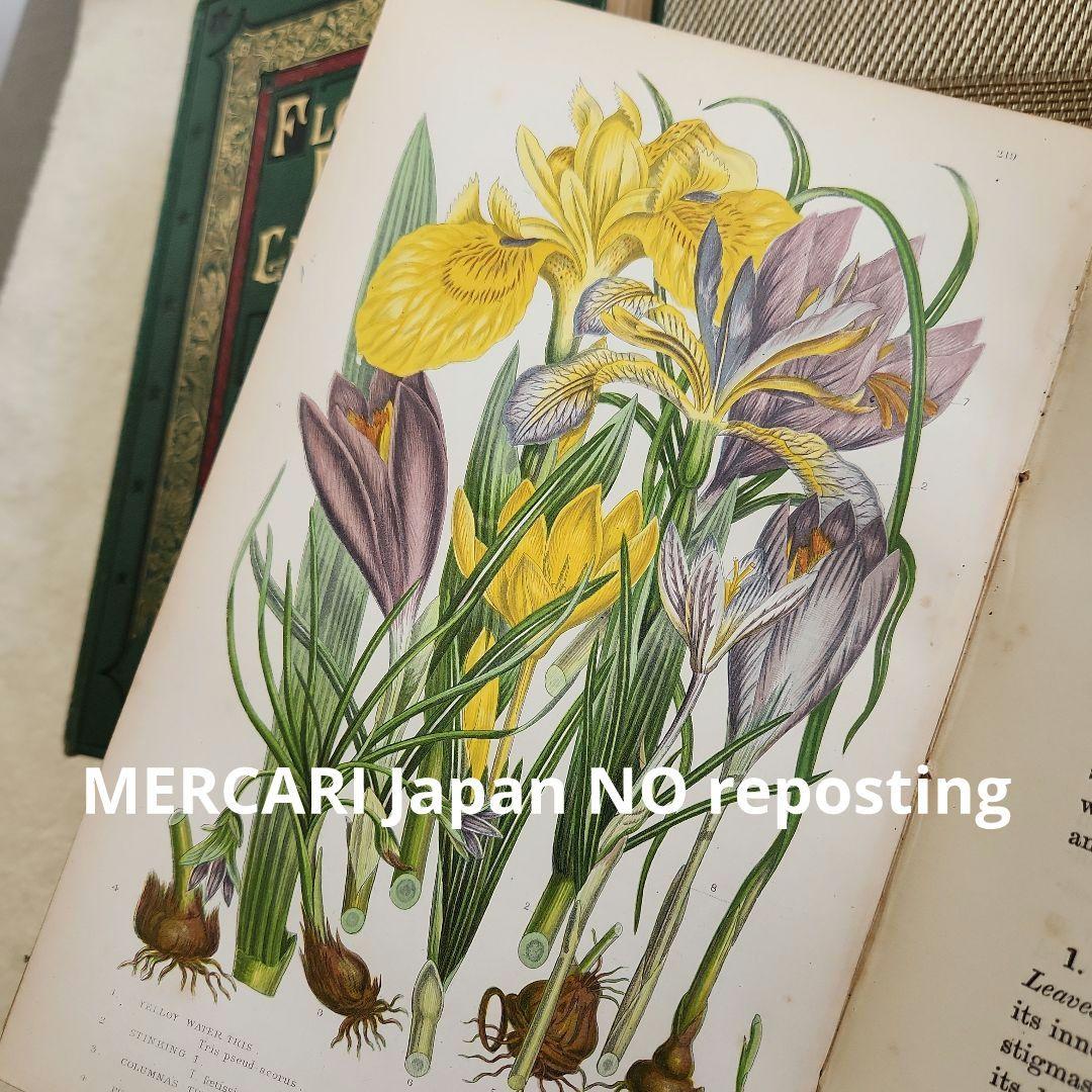植物図鑑　洋書　ボタニカルアート　アンティーク　リトグラフ　イギリス　古書　18