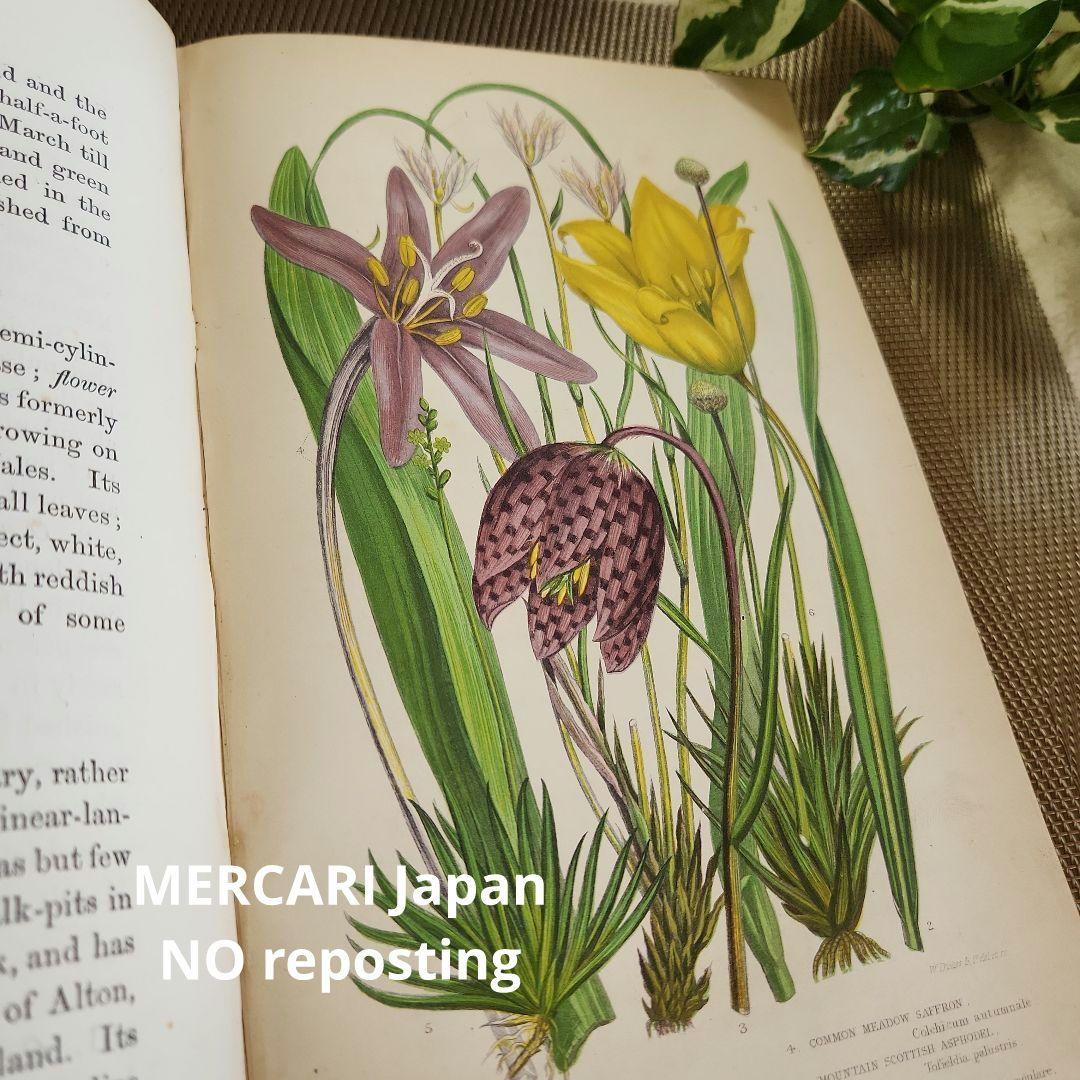 植物図鑑　洋書　ボタニカルアート　アンティーク　リトグラフ　イギリス　古書　18
