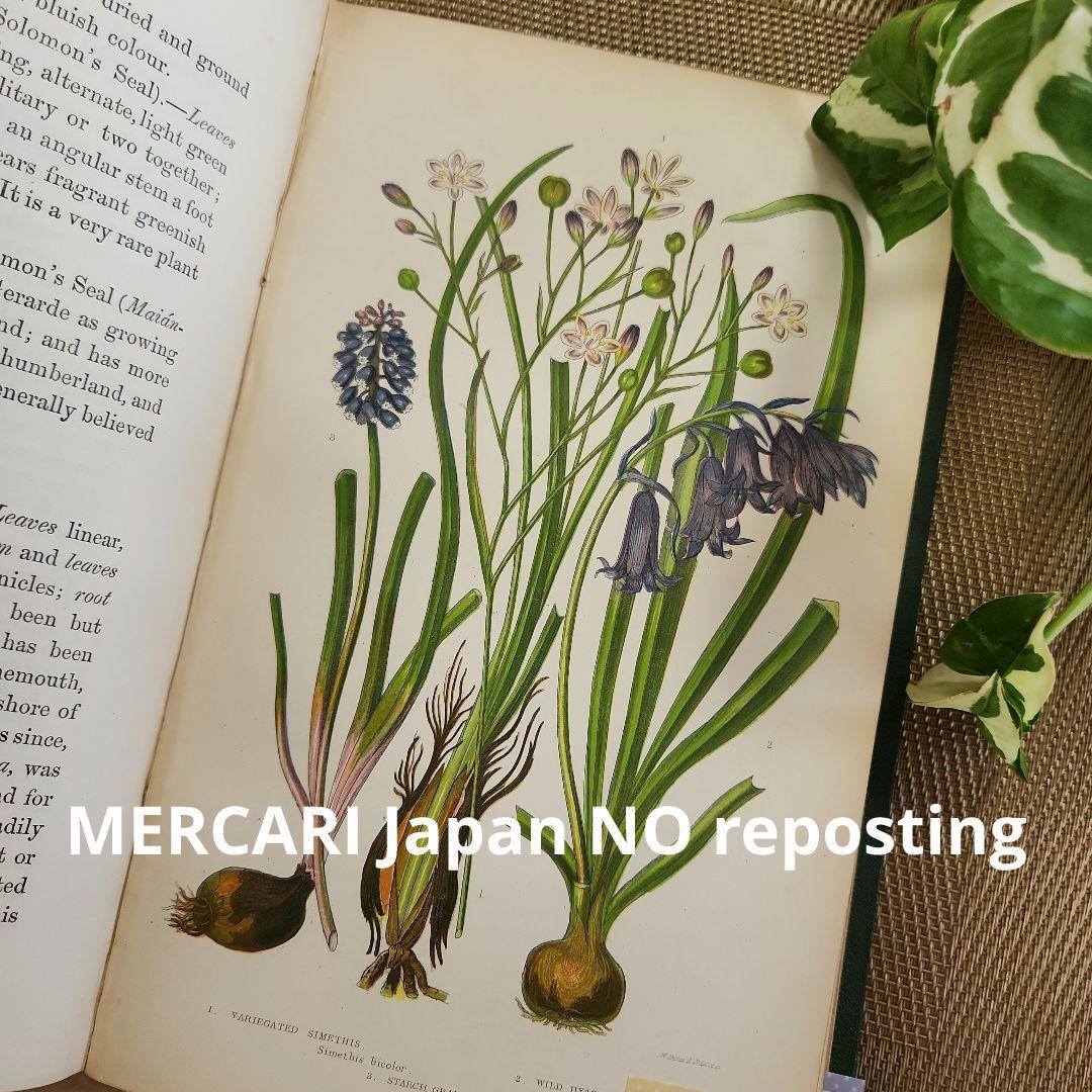 植物図鑑　洋書　ボタニカルアート　アンティーク　リトグラフ　イギリス　古書　18