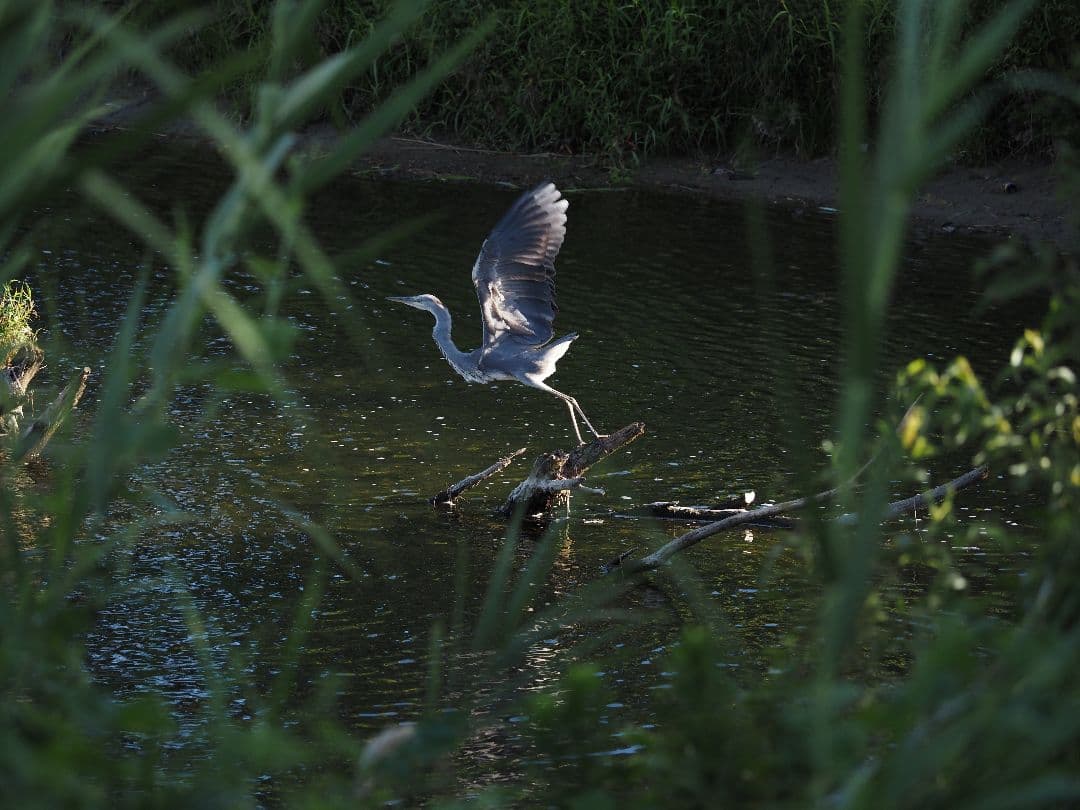 レンズ(ズーム) M.ZUIKO PRO ED 40-150mm F4.0 PRO