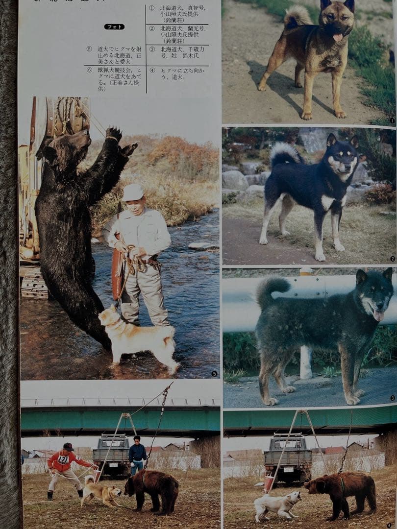 天然記念物　日本犬　（希少学術書）