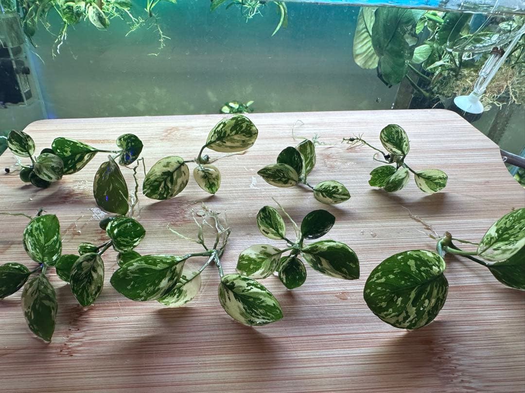 アヌビアスナナ　斑入りキング　10 株