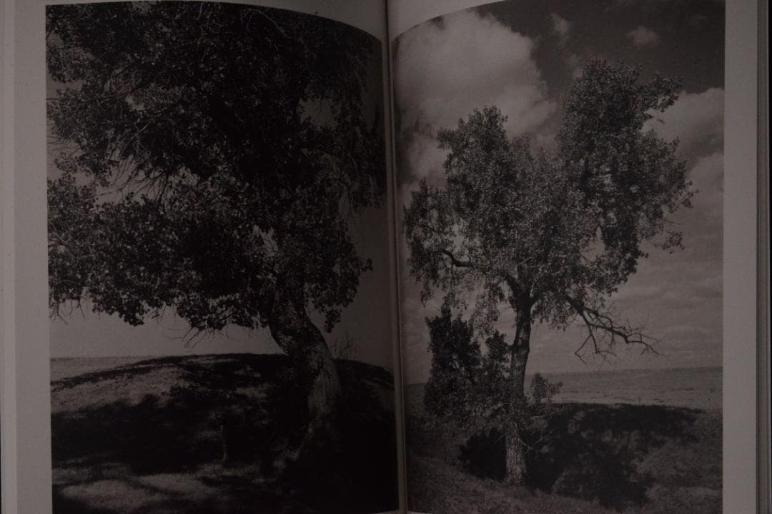 As the Crow Flies:Terri Weifenbac★値下げました