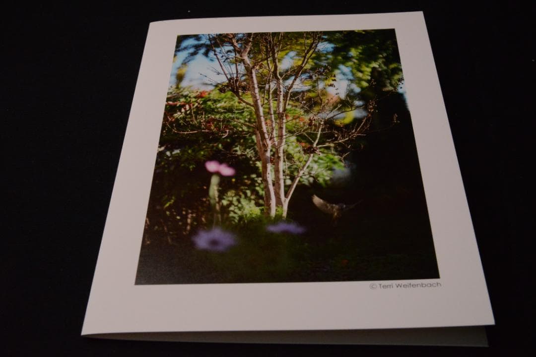 As the Crow Flies:Terri Weifenbac★値下げました