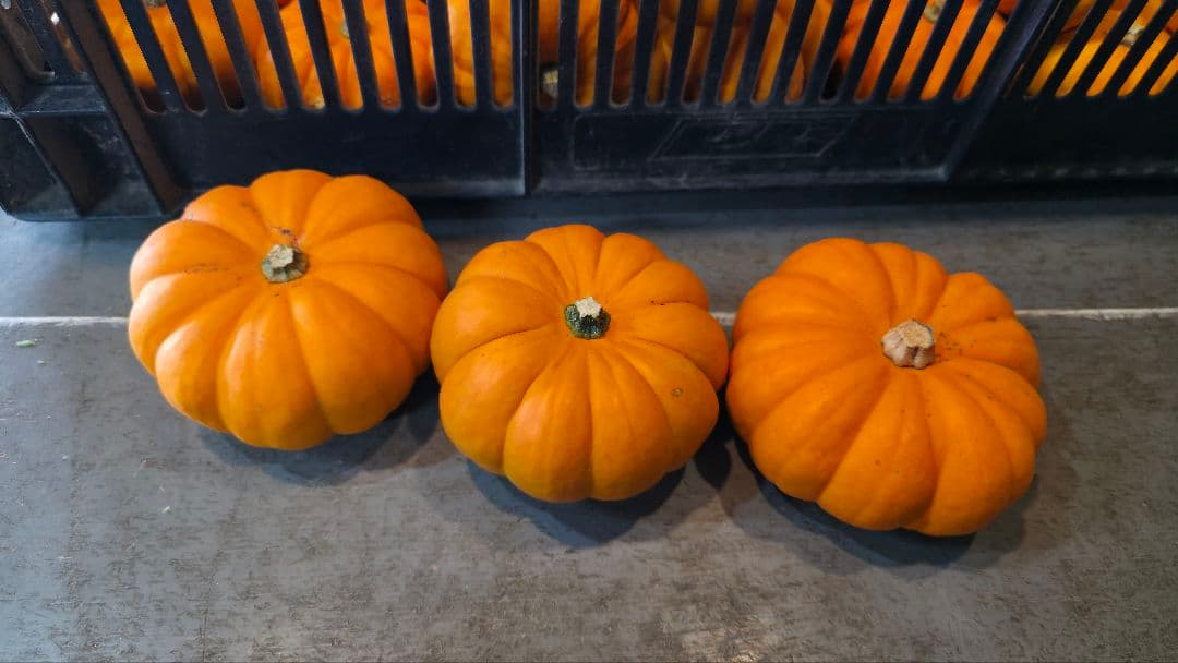 【新鮮収穫】ミニバラさま　150個