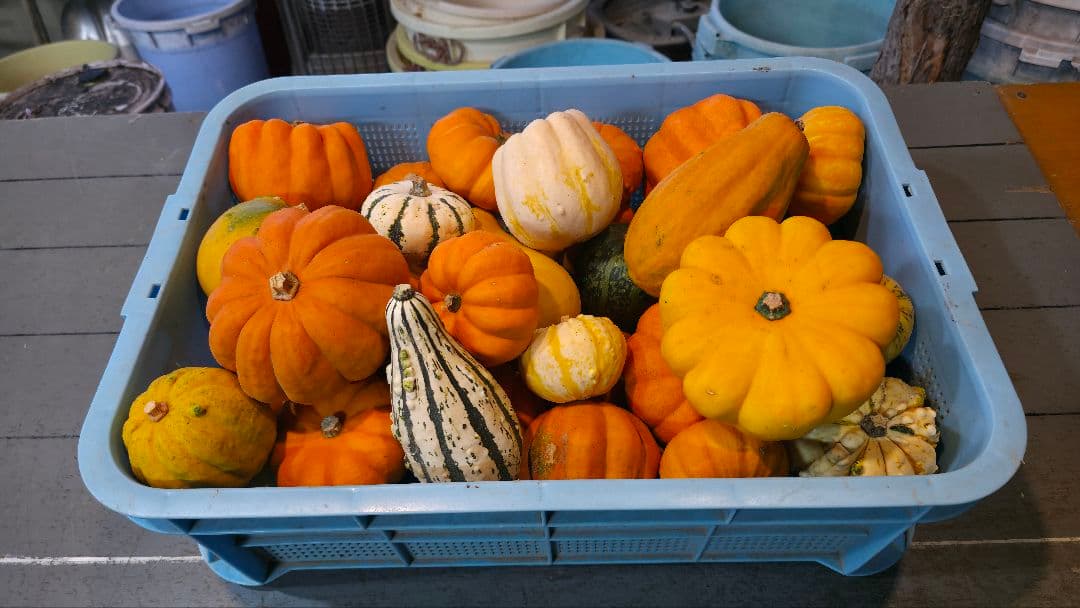 【新鮮収穫】ミニバラさま　150個