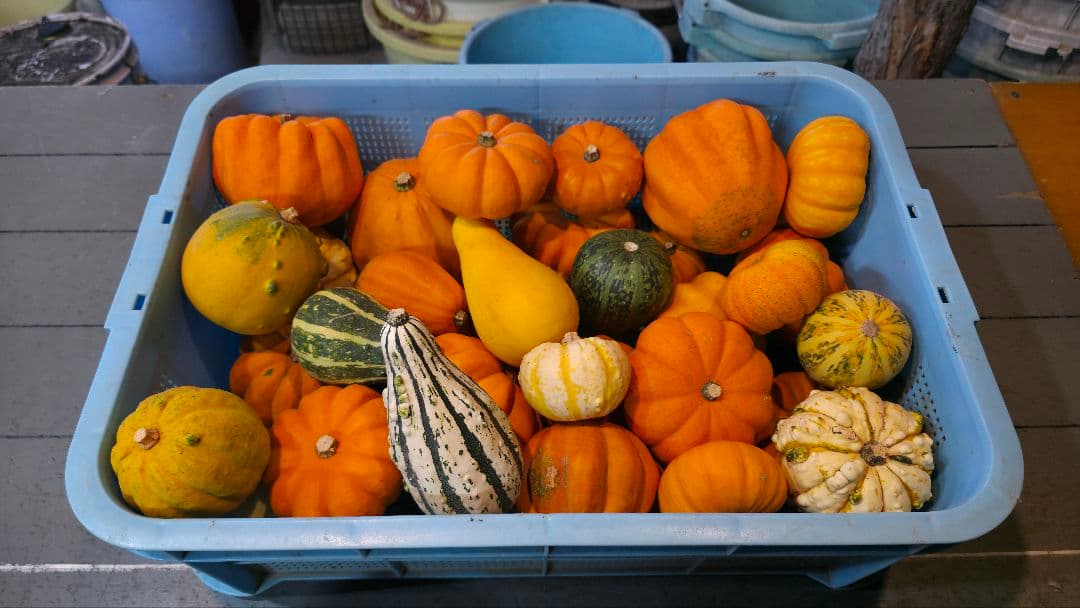 【新鮮収穫】ミニバラさま　150個