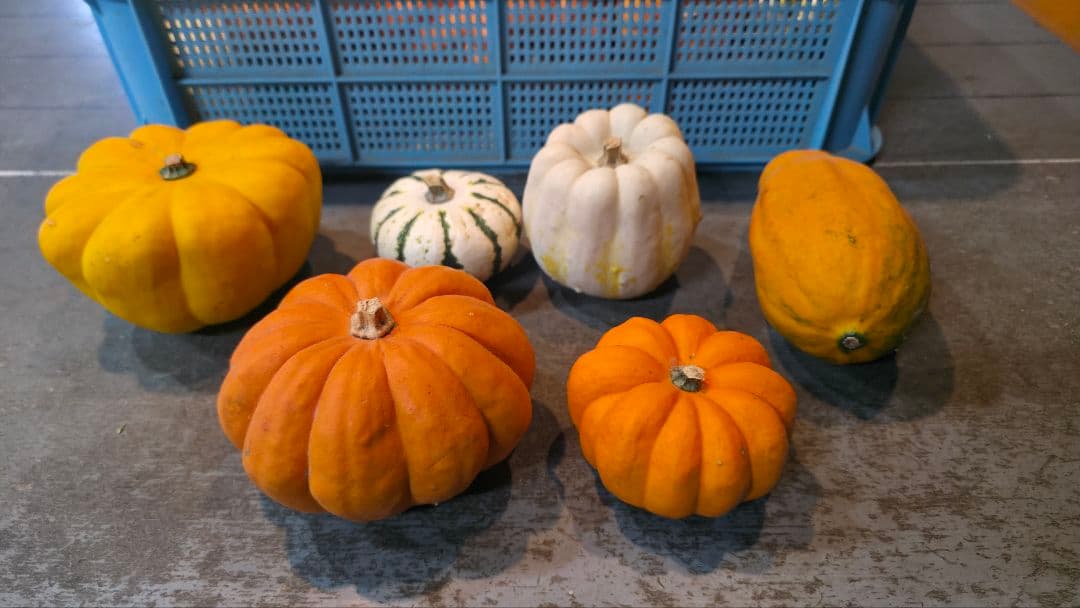 【新鮮収穫】ミニバラさま　150個