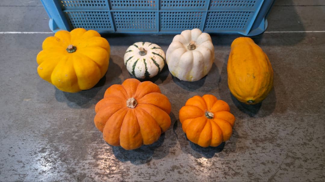 【新鮮収穫】ミニバラさま　150個