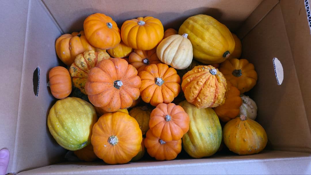 【新鮮収穫】ミニバラさま　150個