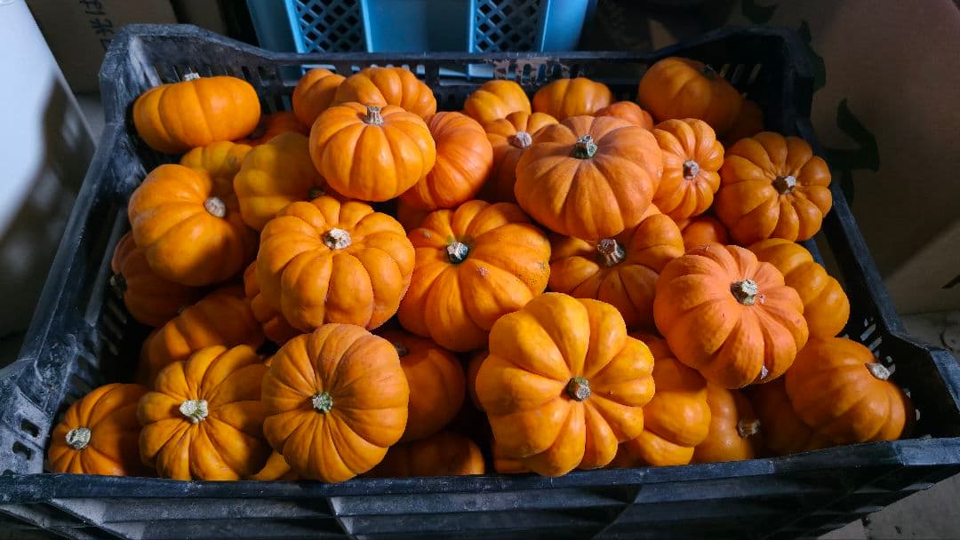 【新鮮収穫】ミニバラさま　150個