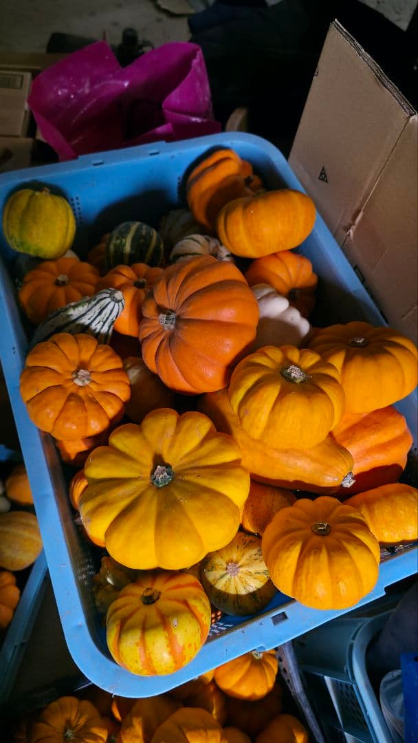 【新鮮収穫】ミニバラさま　150個