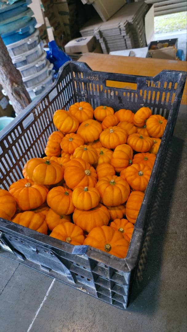 【新鮮収穫】ミニバラさま　150個