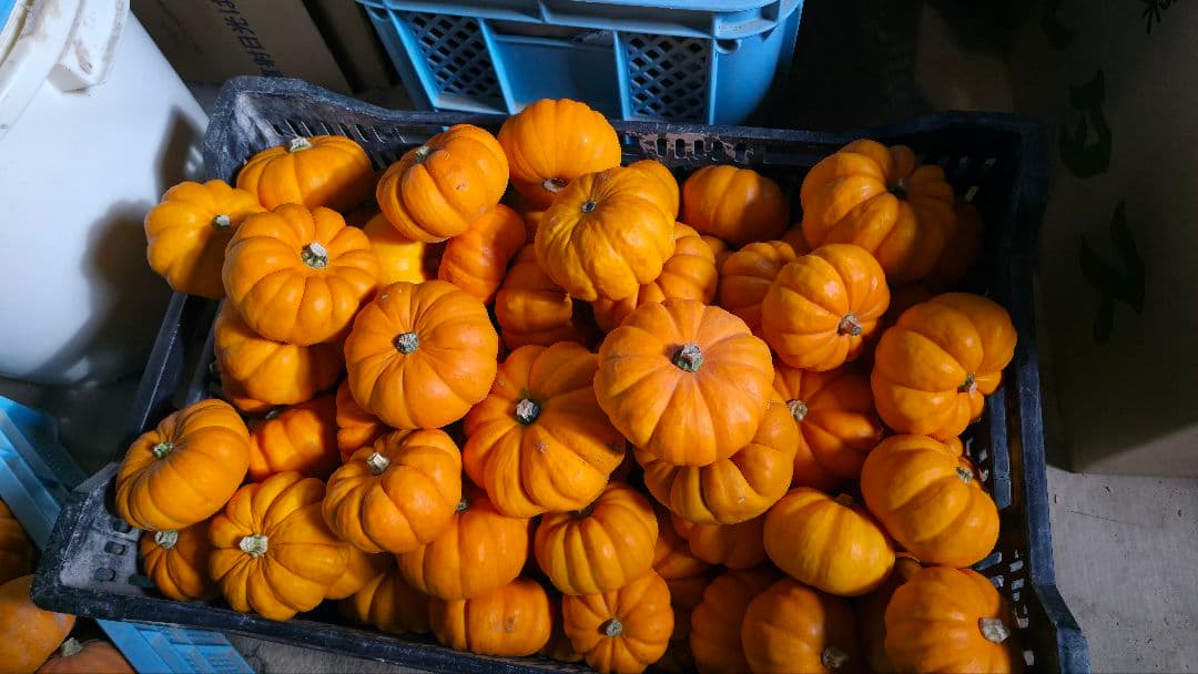 【新鮮収穫】ミニバラさま　150個