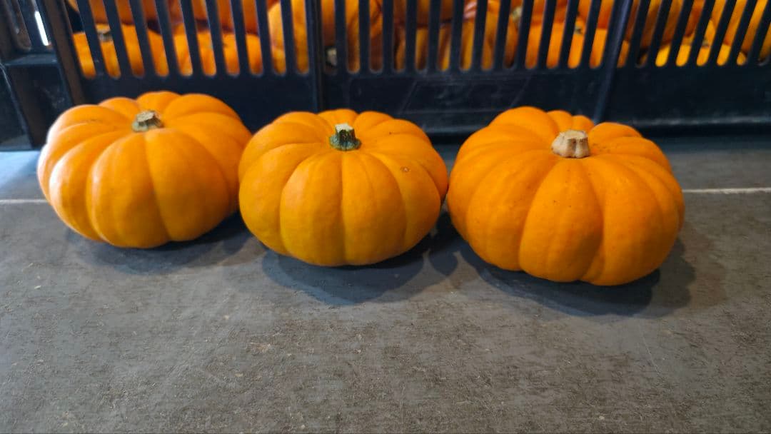 【新鮮収穫】ミニバラさま　150個