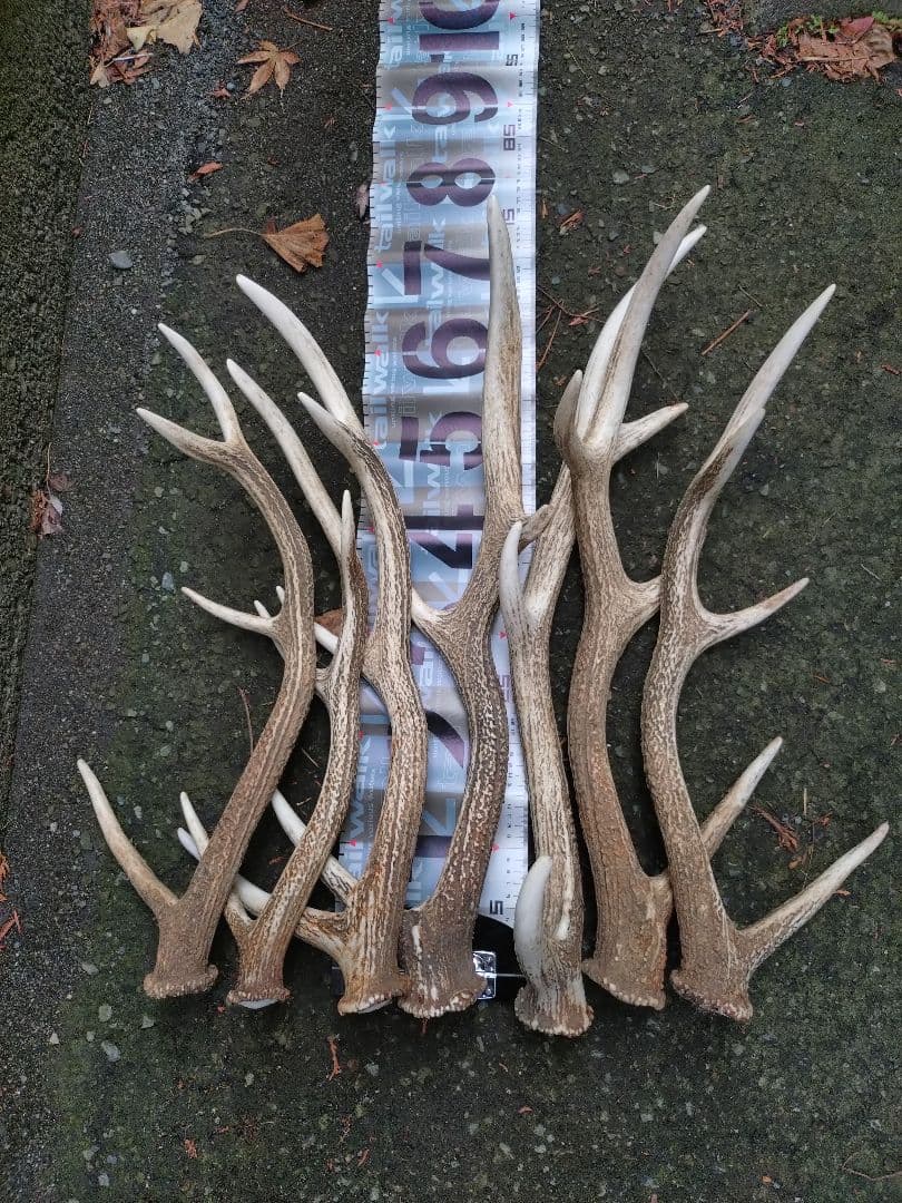 蝦夷鹿の角　7本