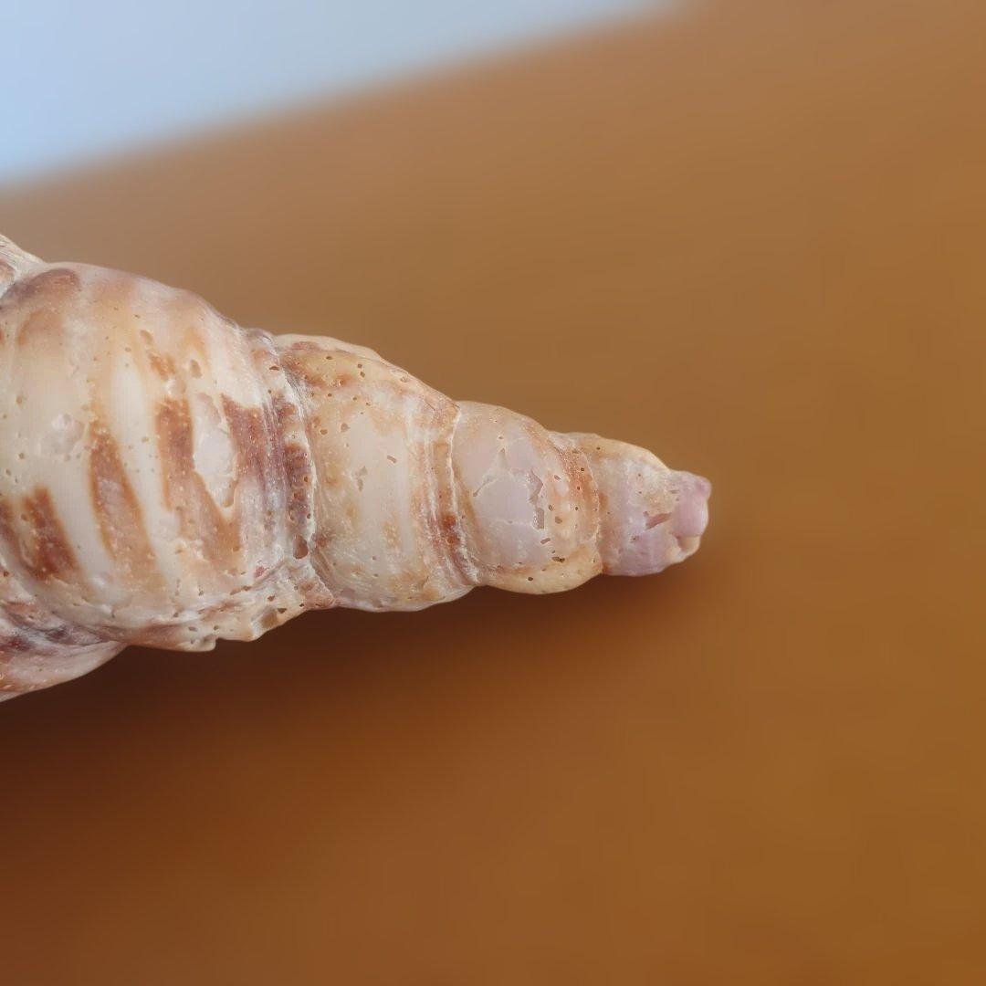 法螺貝 天然 笛 置物 ホラ貝 楽器 ほら貝