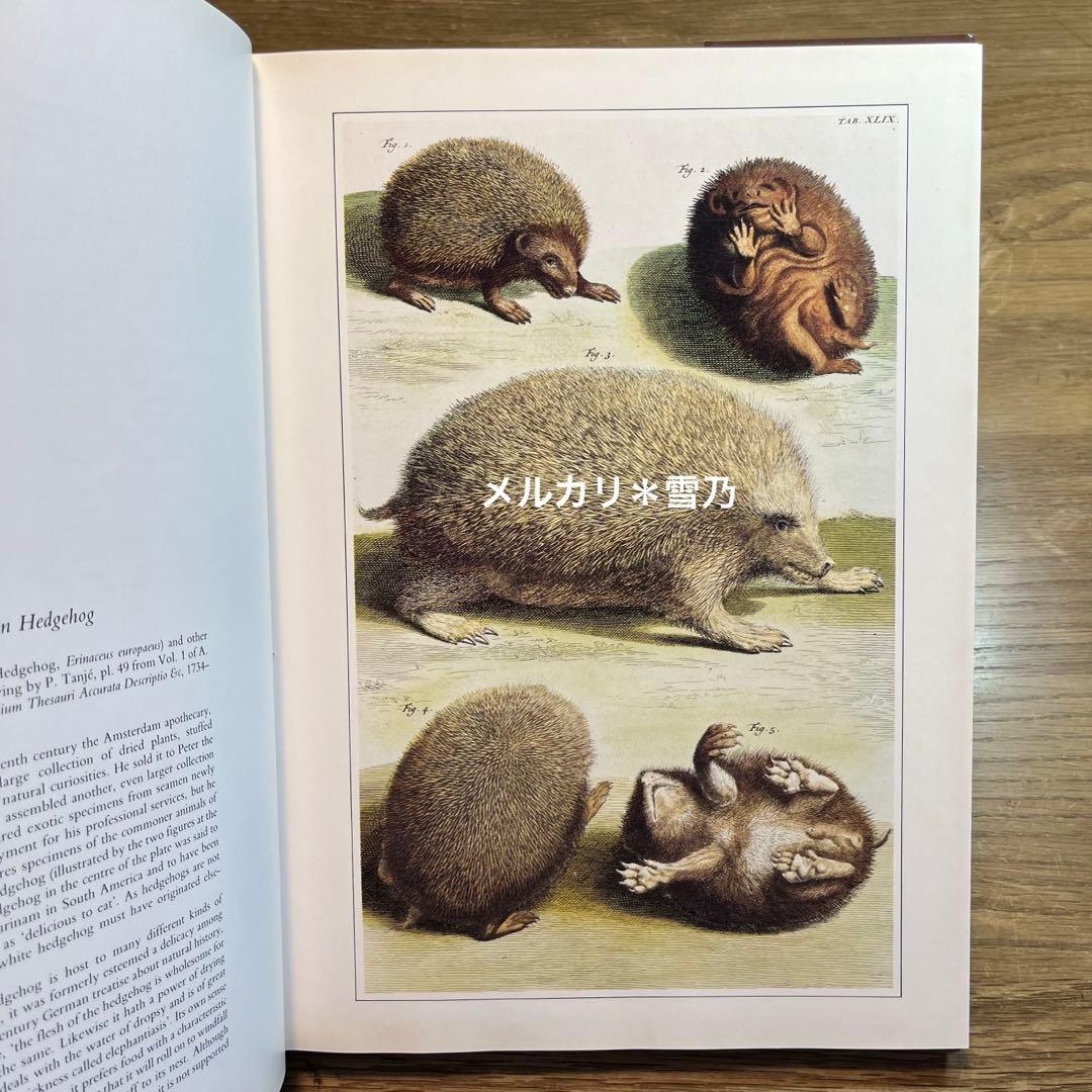 洋書 CLASSIC NATURAL HISTORY PRINTS MAMMALS