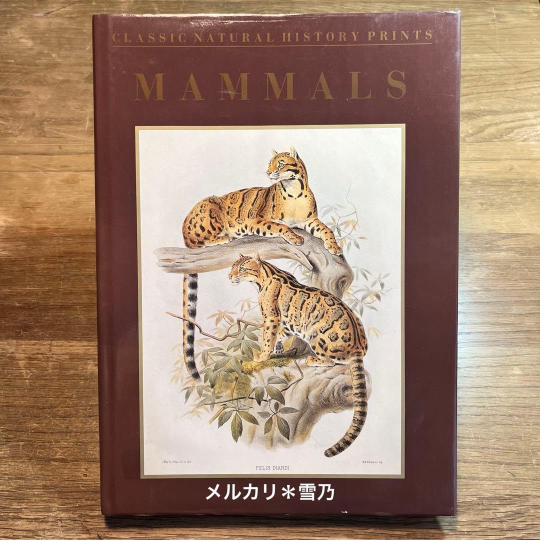 洋書 CLASSIC NATURAL HISTORY PRINTS MAMMALS