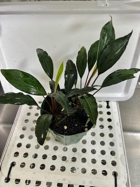 ア*イ様 ブセファランドラsp. Entikong Kab.Sanggau 20