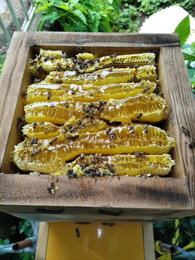 日本蜜蜂 重箱式巣箱 スライド底板 説明書有　プラス　誘引液300㌘